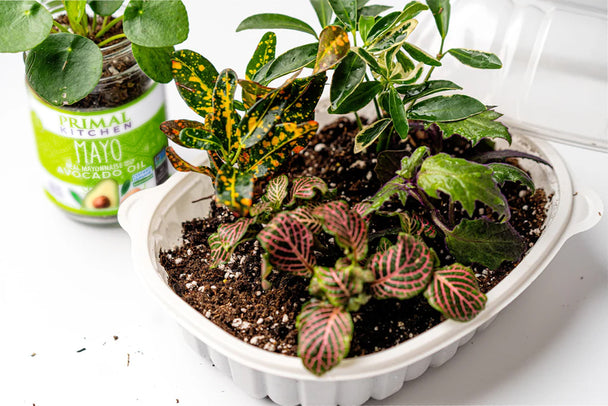 Mayo Jar Planter and rotisserie dish greenhouse